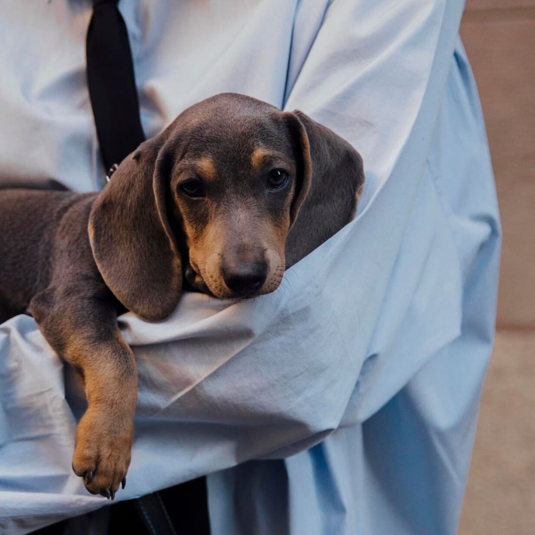 8 consejos ‘deco’ para una mascota feliz en casa