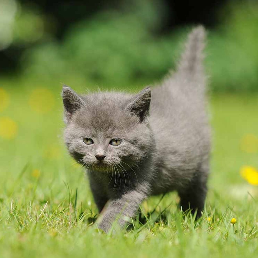¿Qué pasaría si le pones una pulsera de actividad a tu gato? Esta mujer lo ha probado