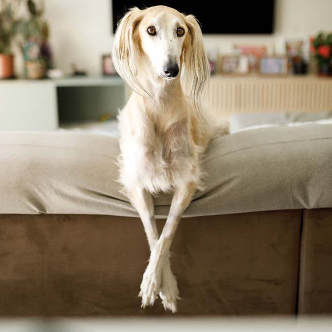 10 tipos de galgos diferentes que te van a sorprender