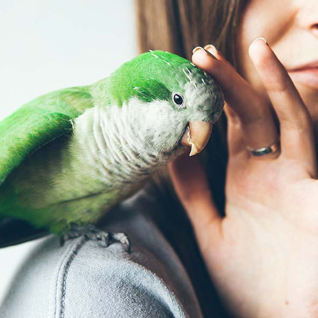 Consejos para decidirte a tener un pájaro en casa
