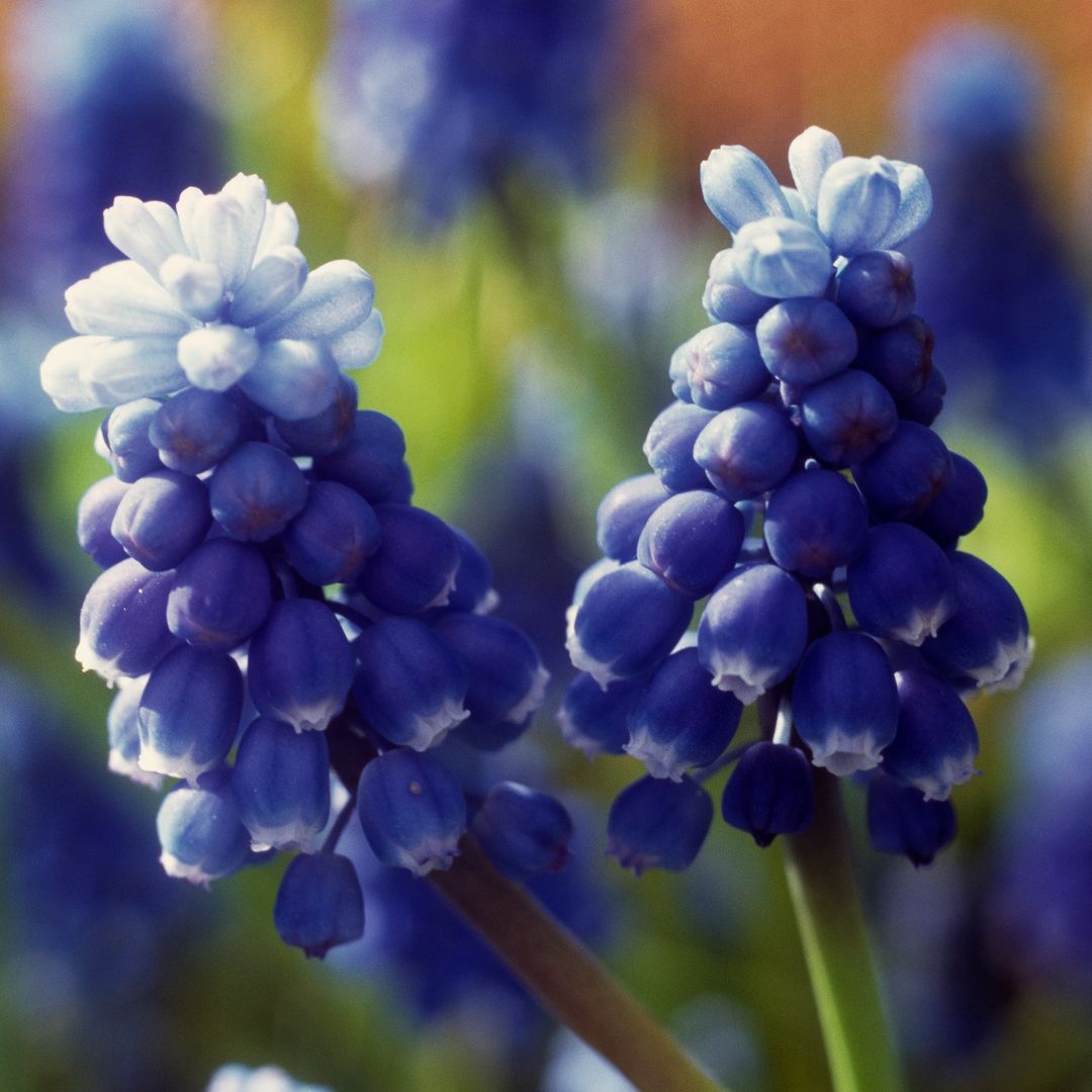 La planta de flores azules, fácil de cuidar y perfecta para principiantes, que puedes cultivar en jardín o maceta