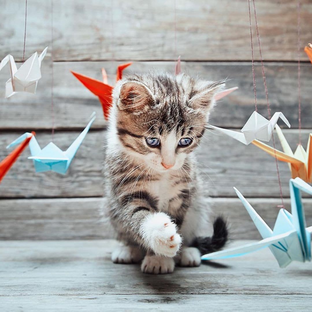 Nos encantan los vídeos de gatitos, y la ciencia sabe por qué