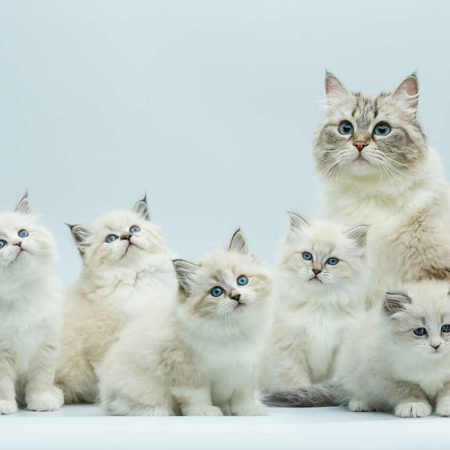 razas gatos mas comunes