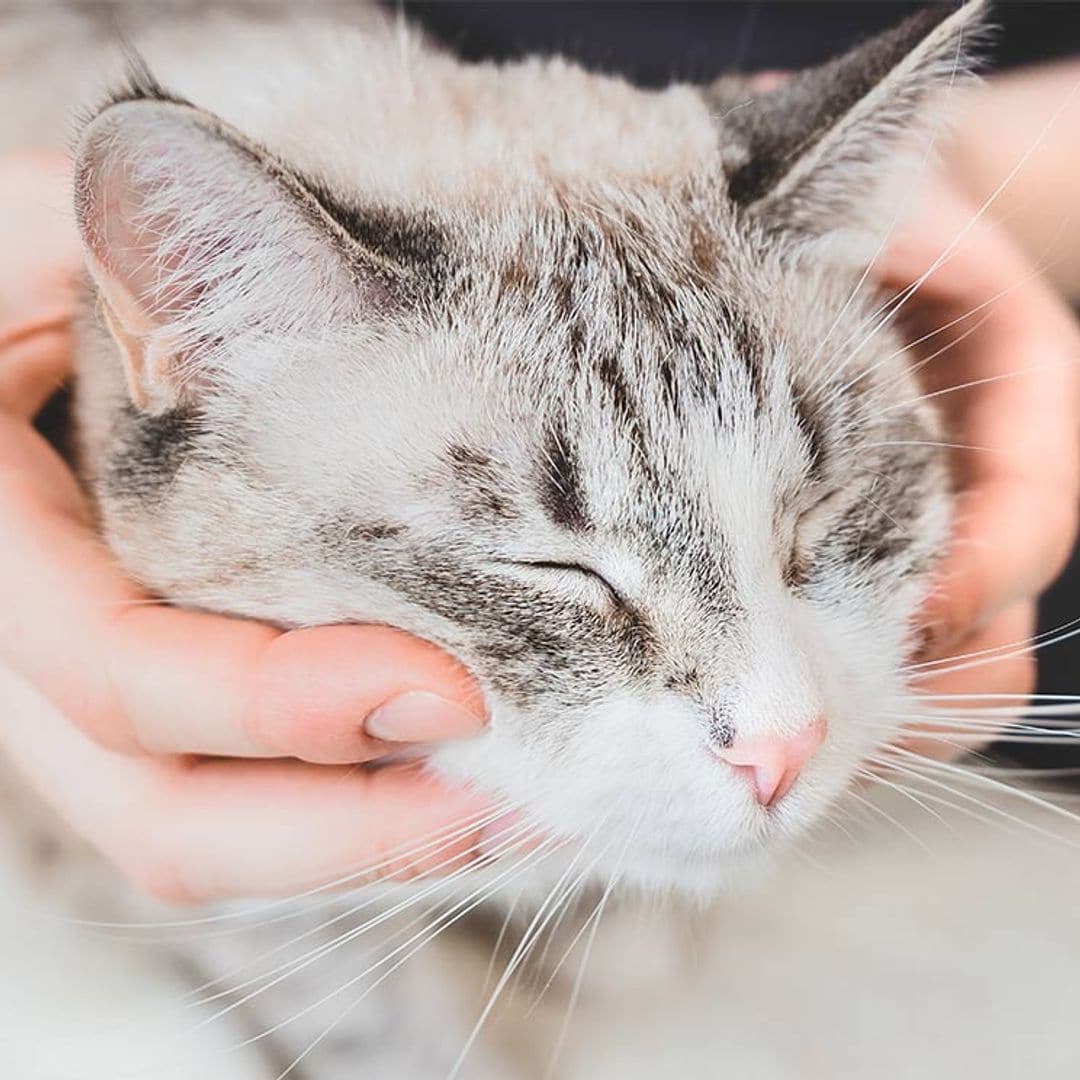 ¿Tu gato tiene caspa? Estos son los motivos y las soluciones