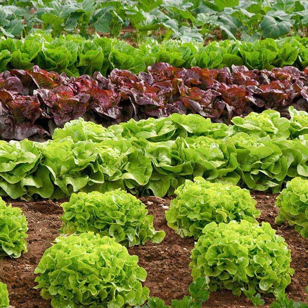 Descubre cómo puedes cultivar un huerto más ecológico y sostenible