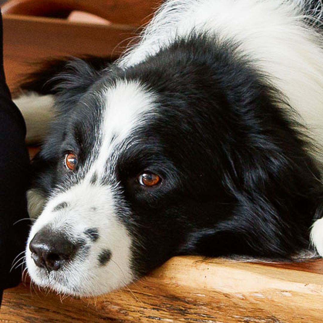 El border collie de Paco Arango