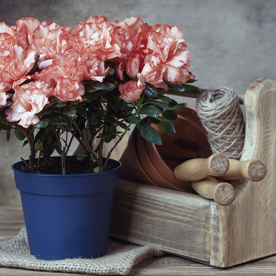 Cómo cuidar las azaleas: una flor exigente con una belleza deslumbrante