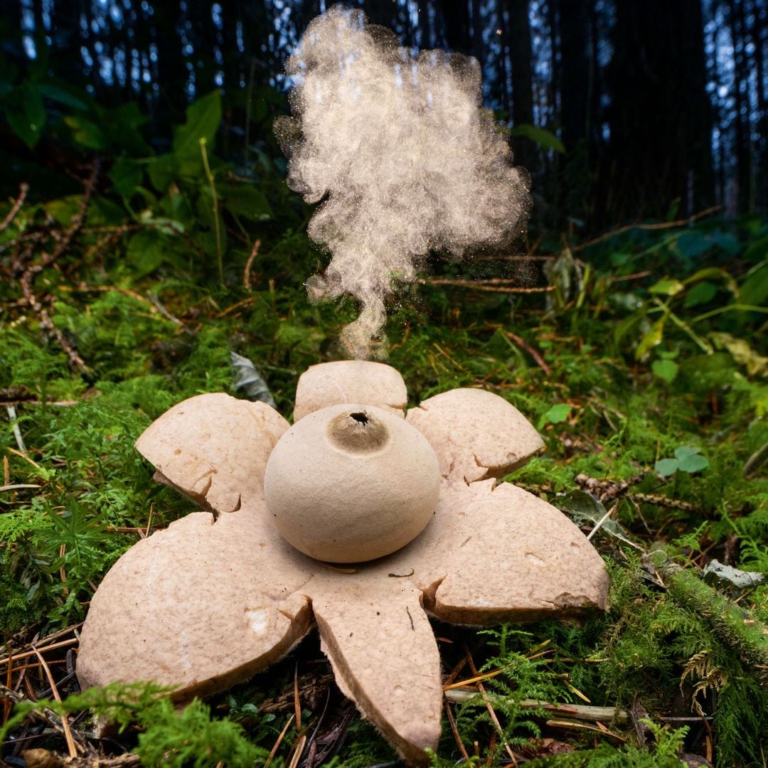 Collared earthstar