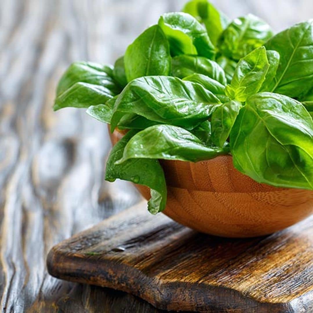 Adiós a las moscas molestas, esta es la planta que necesitas para espantar a los insectos