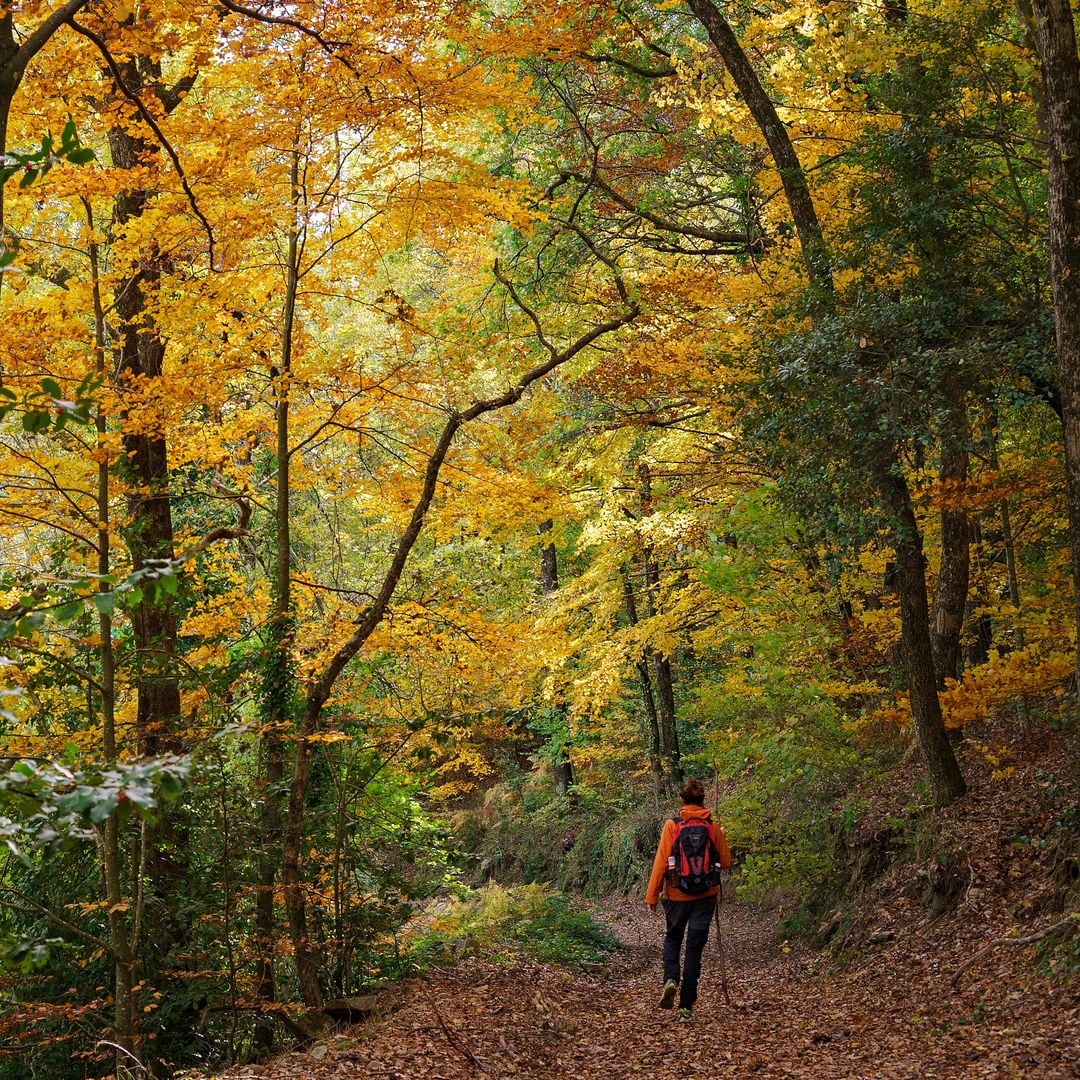 Otoño en el bosque del Parque Natural del Montseny, Barcelona