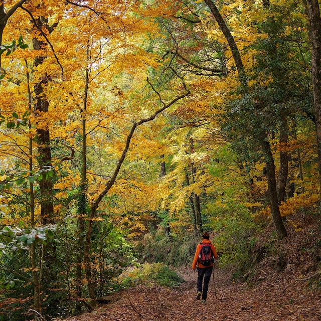 Otoño en el bosque del Parque Natural del Montseny, Barcelona