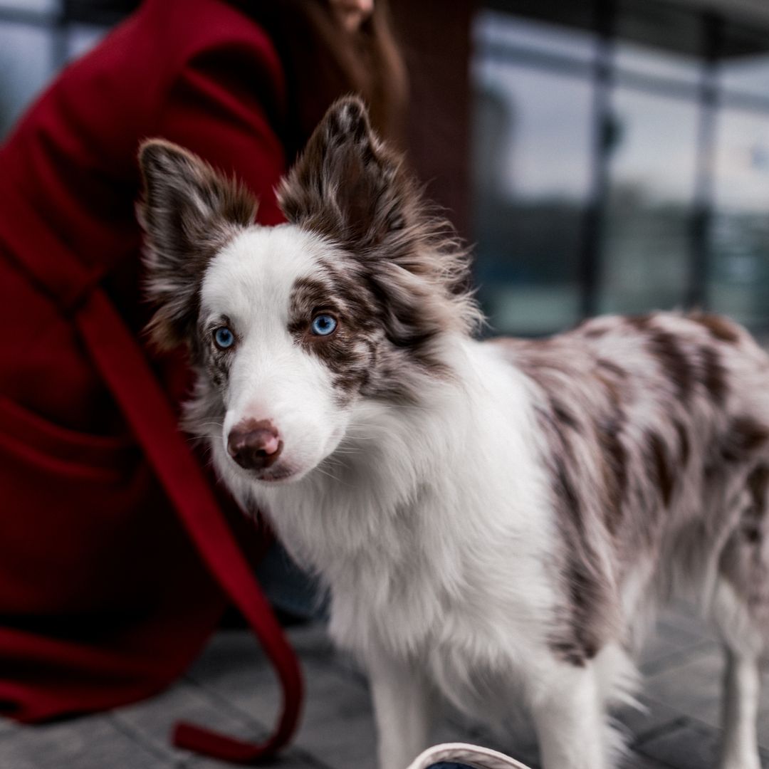 El 'CSI de los perros' ya funciona en España: cómo el ADN de los excrementos puede identificar al dueño y acabar en una multa de hasta 600 euros