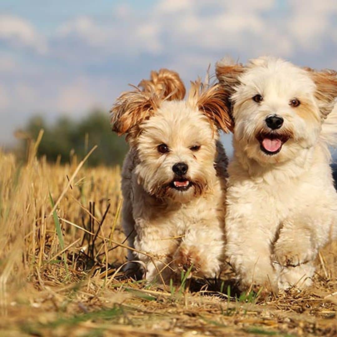 En qué consiste la 'amistad' entre los perros