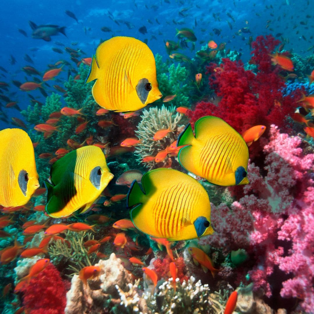 Del Caribe al Mediterráneo: el CSIC alerta de la llegada de nuevas especies tropicales a España