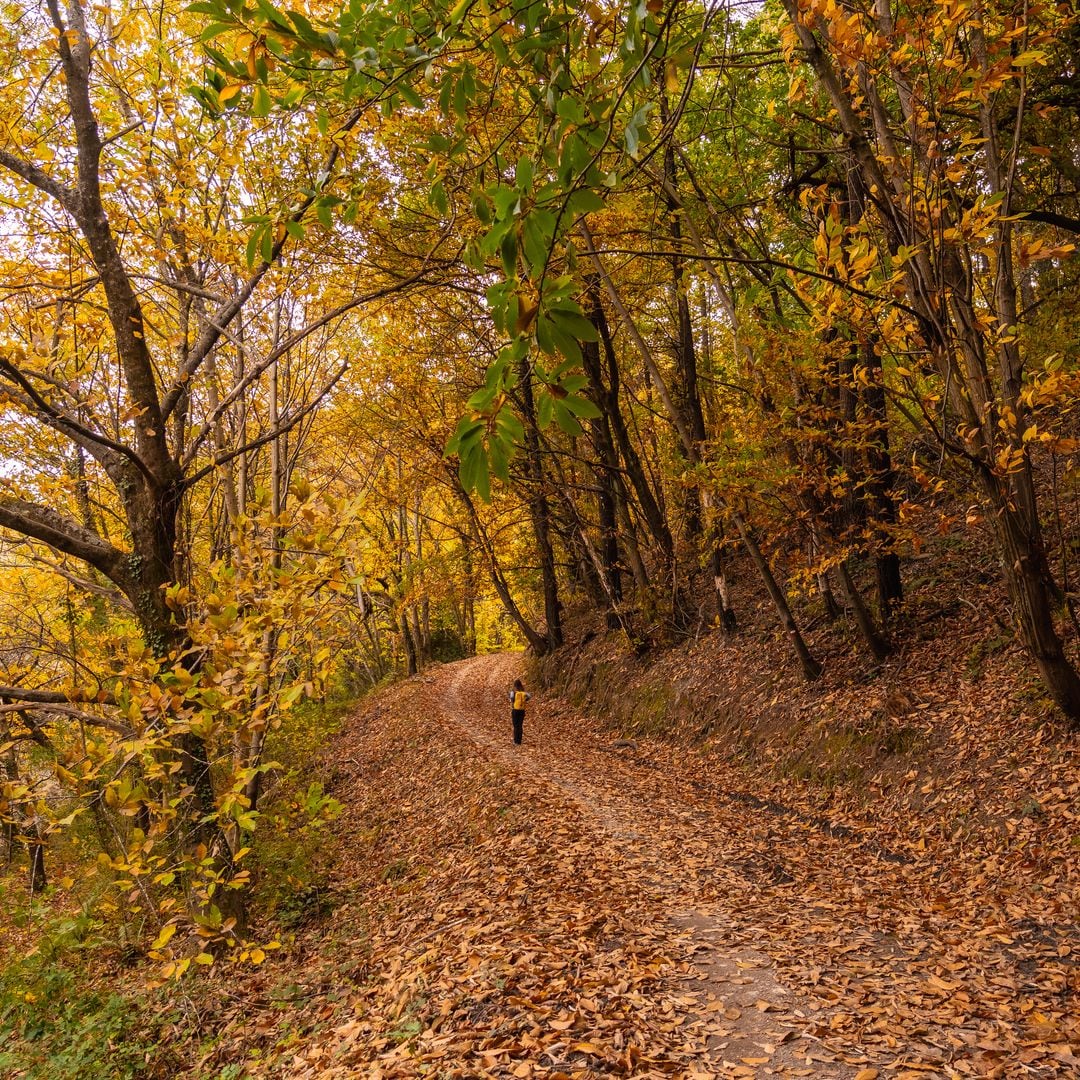Otoño en el monte Erlaitz, Guipúzcoa