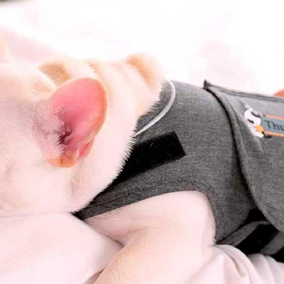 El producto para tu mascota que triunfa en Amazon y que no sabías que necesitabas