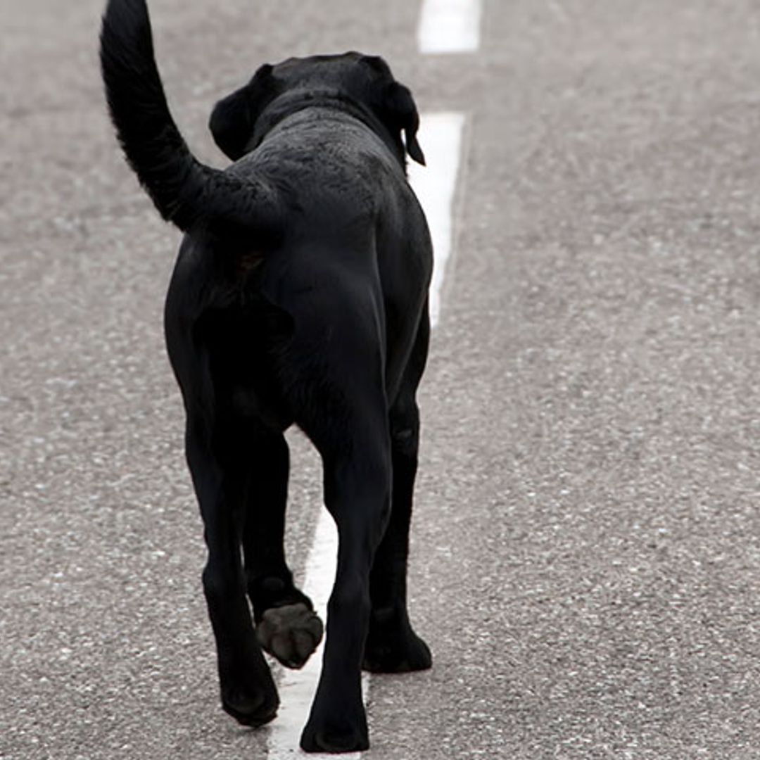 Un perro permanece más de 80 días en el lugar donde falleció su dueña