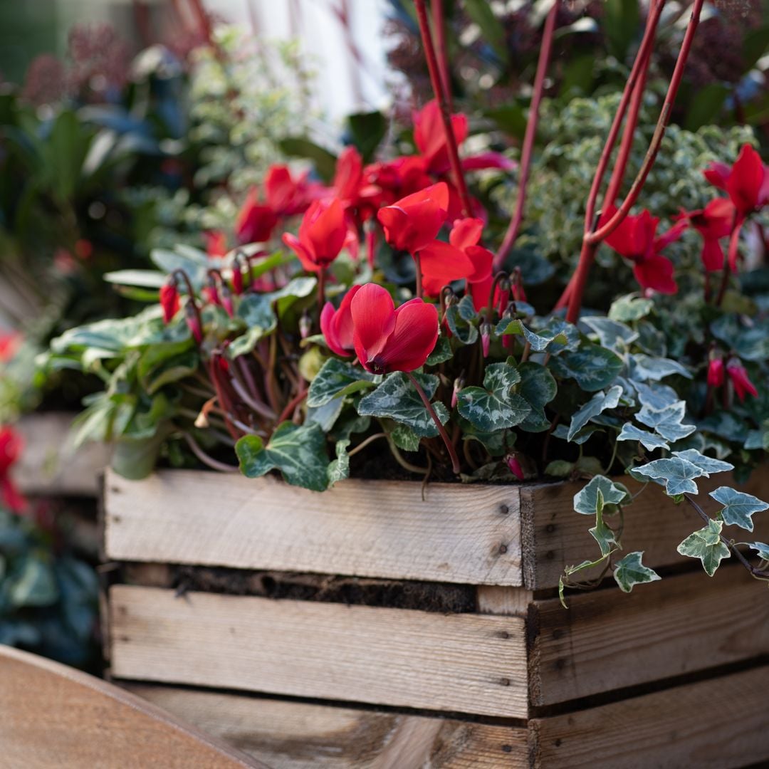 Las mejores plantas de flores rojas para Navidad y cómo mantenerlas perfectas todo el invierno