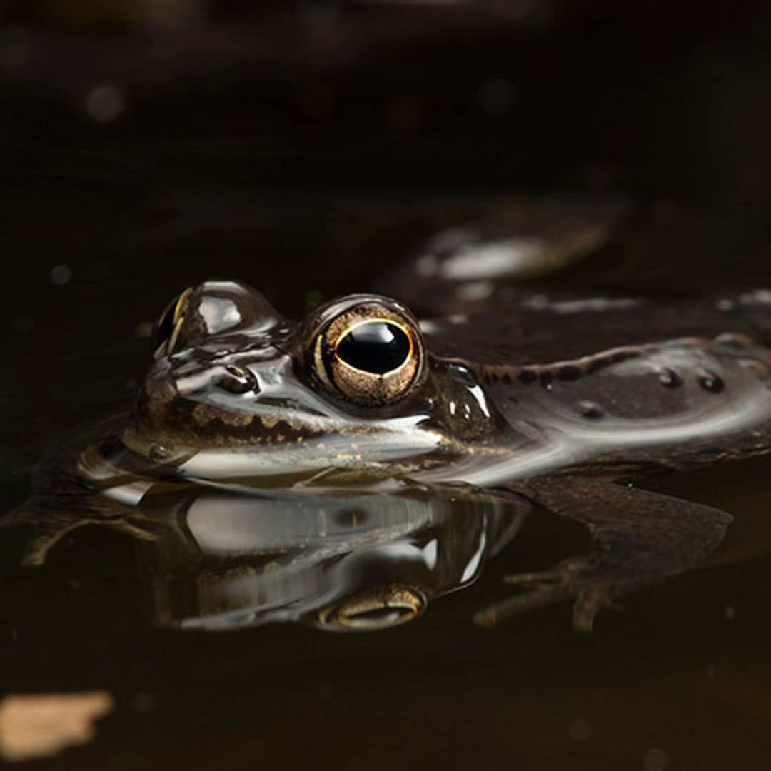 Hallan en Ecuador una nueva especie de rana