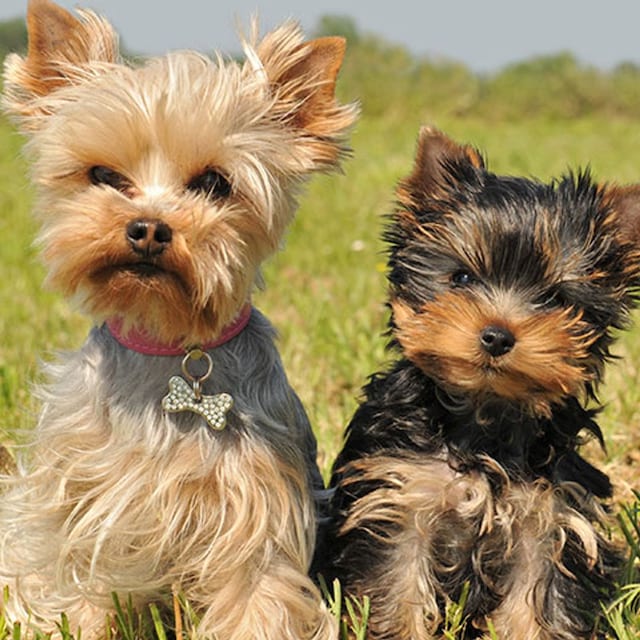 perros miniatura