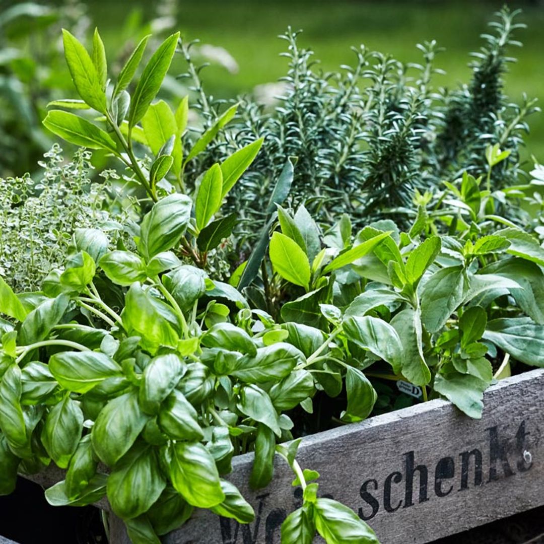 Este verano ten a mano estas plantas aromáticas eficaces como repelentes de insectos