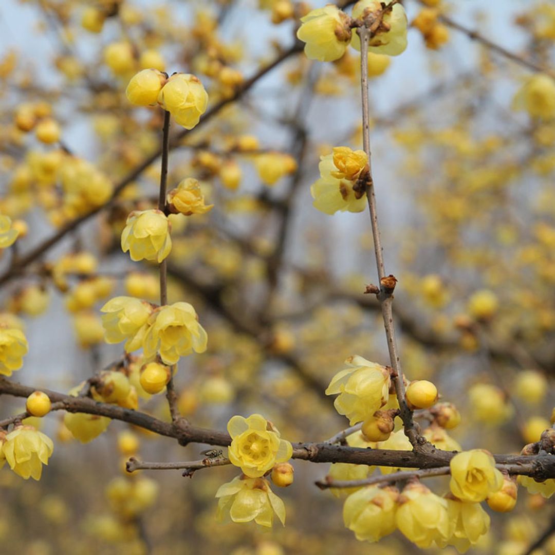 Estas plantas de exterior florecen en invierno y destilan intensos aromas