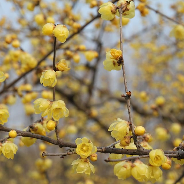 plantas flor aroma invierno
