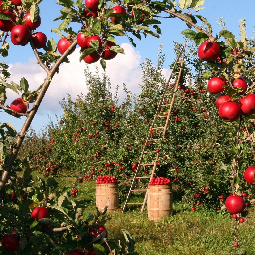 Cómo plantar tus árboles frutales antes de que acabe el invierno y disfrutar de ellos en primavera: 10 consejos sencillos