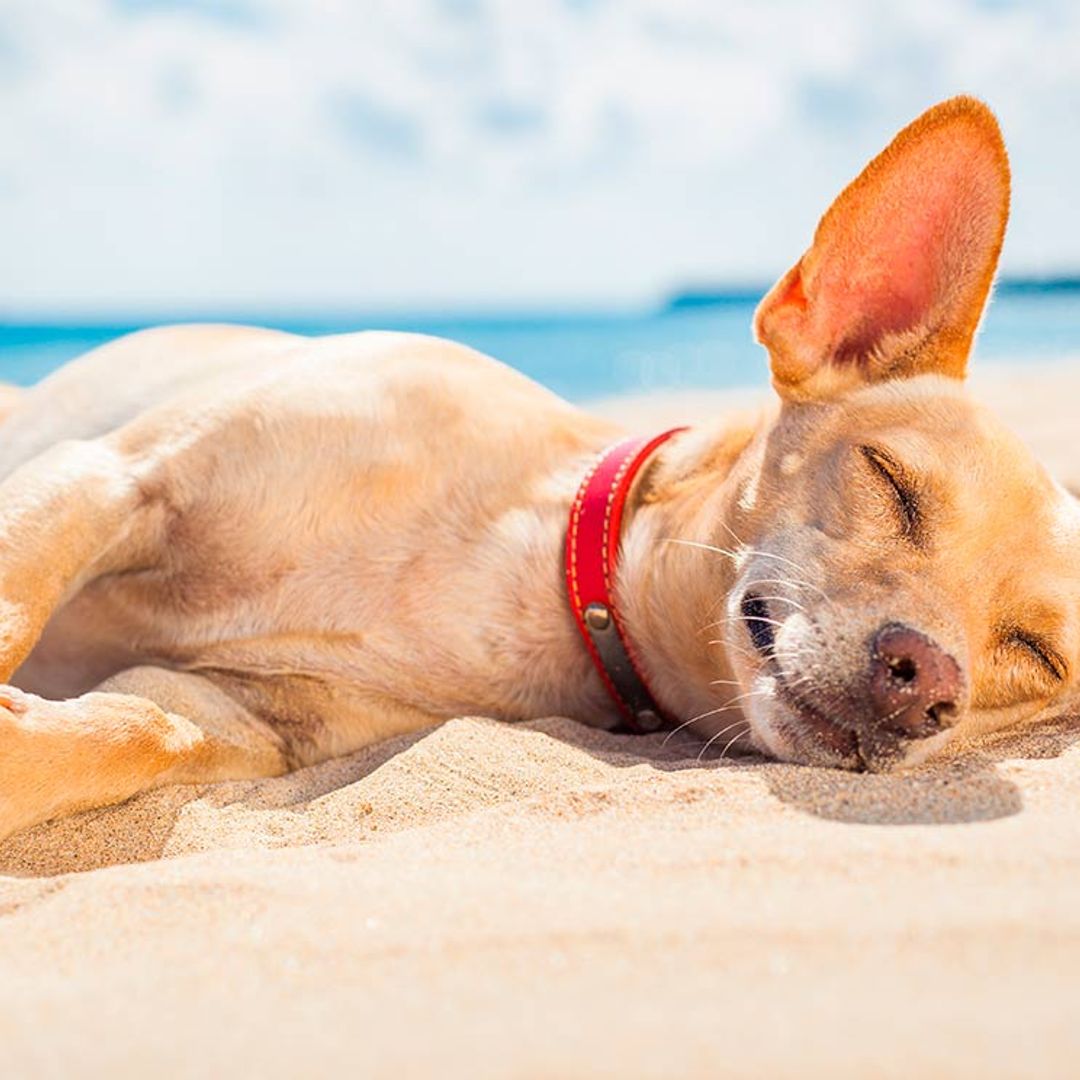 Qué tener en cuenta si vas a la playa con tu perro