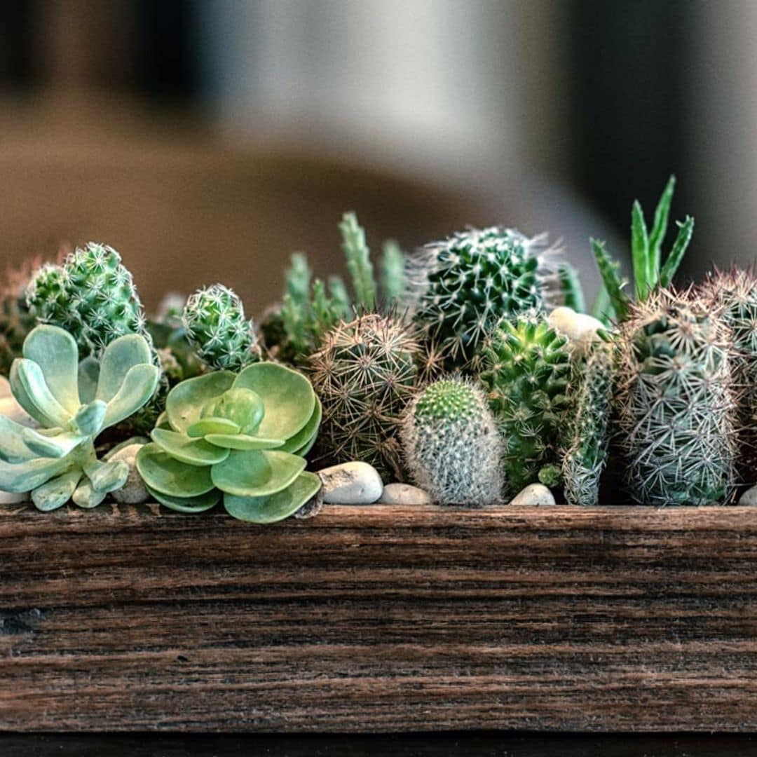 Aprende a cultivar cactus y plantas suculentas en casa