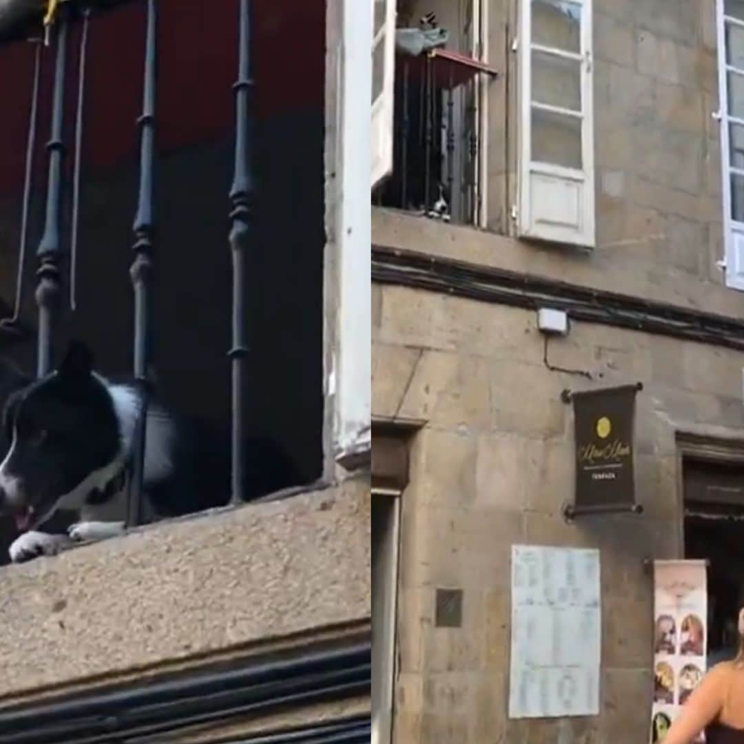 El perro que ha convertido una calle de Santiago de Compostela en el lugar más divertido de la ciudad