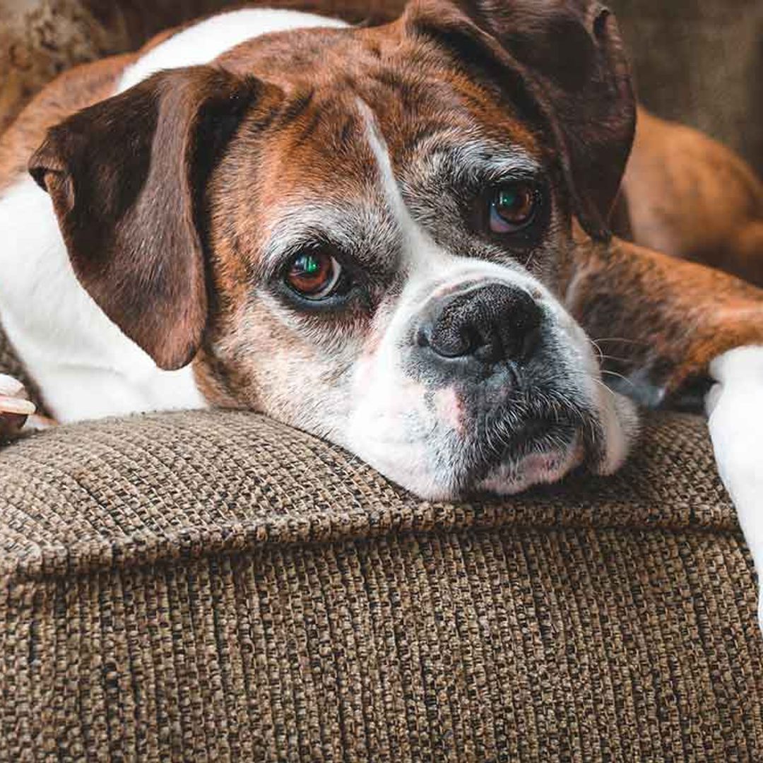 Comportamiento y cuidados que necesitan los perros ancianos