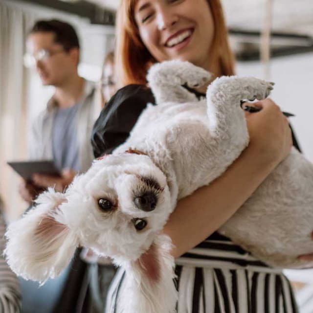 curiosidades bichon maltes