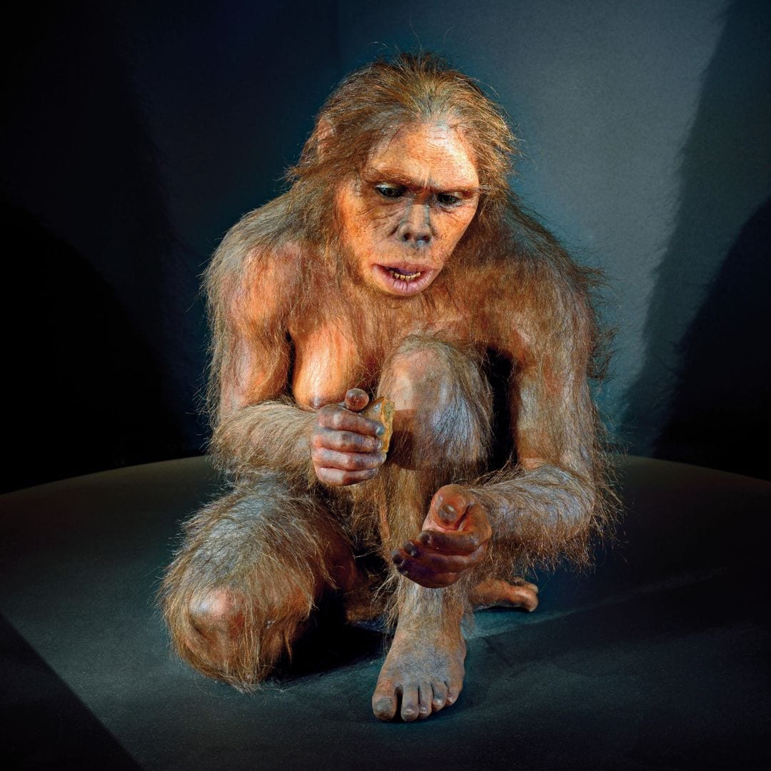 Homínido "Lucy", Museo de la Evolución Humana, Burgos