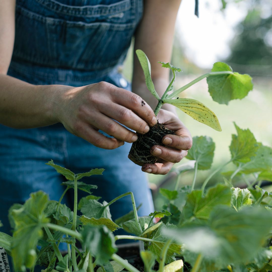 Cómo regar las plantas en una ola de calor: los errores que debes evitar