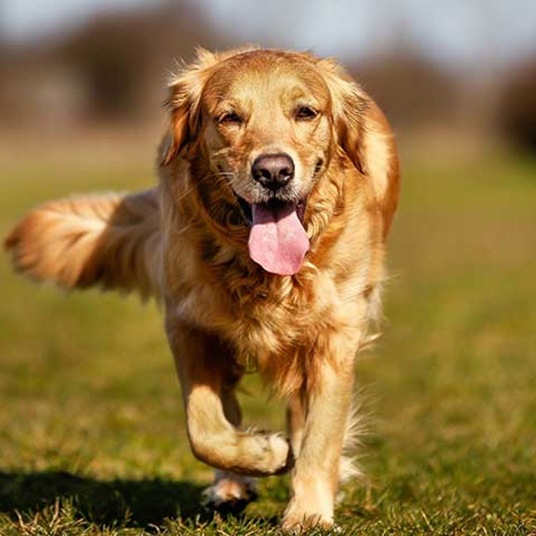 Louboutina, la golden retriever más cariñosa del mundo