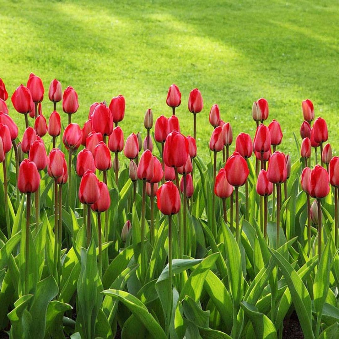 Las claves para plantar tulipanes correctamente y lograr que florezcan en primavera