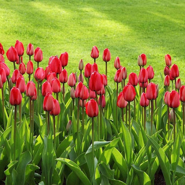 plantar tulipanes