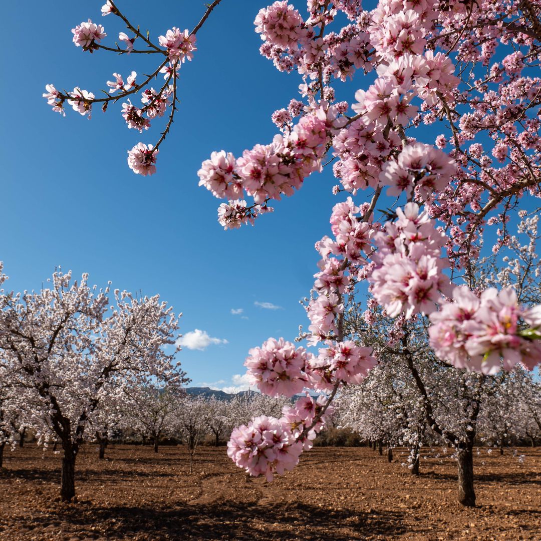 Los tres mejores lugares de España para ver la primera floración de almendros