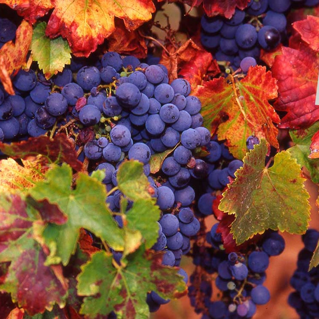 vinos