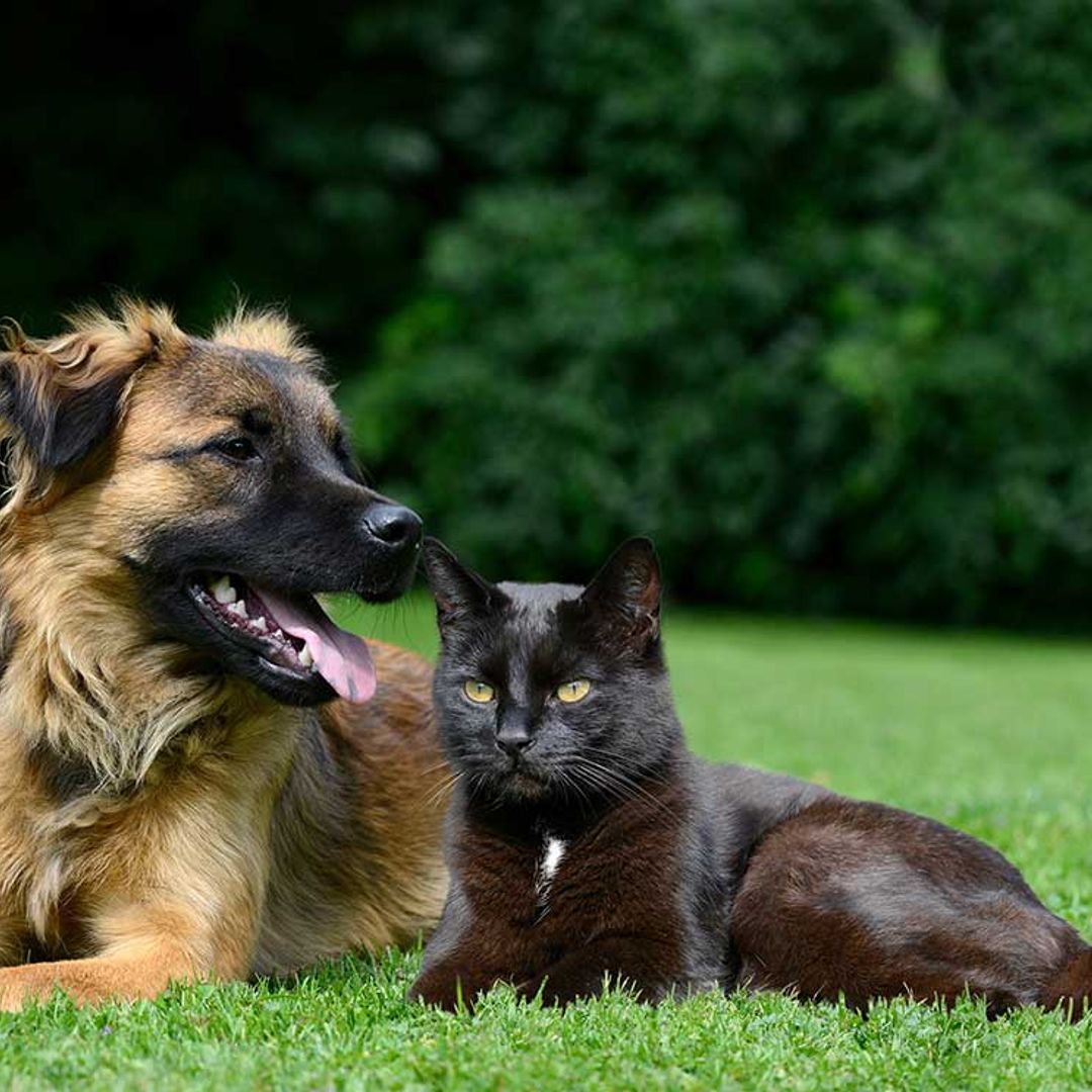 Las mascotas inspiran un reto 2.0 convertido en un auténtico fenómeno viral