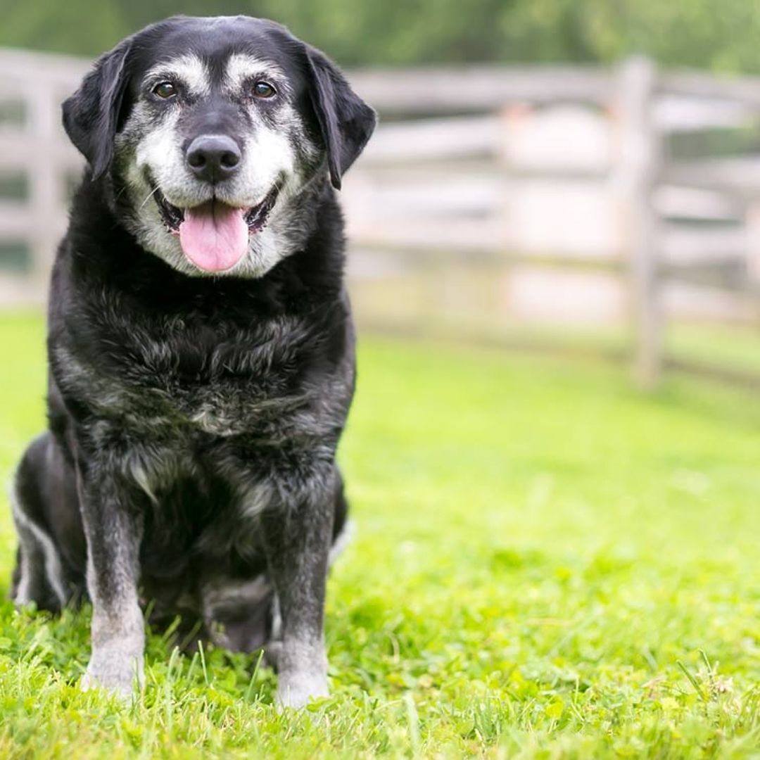 ¿Qué señales te indican que tu perro se hace mayor?