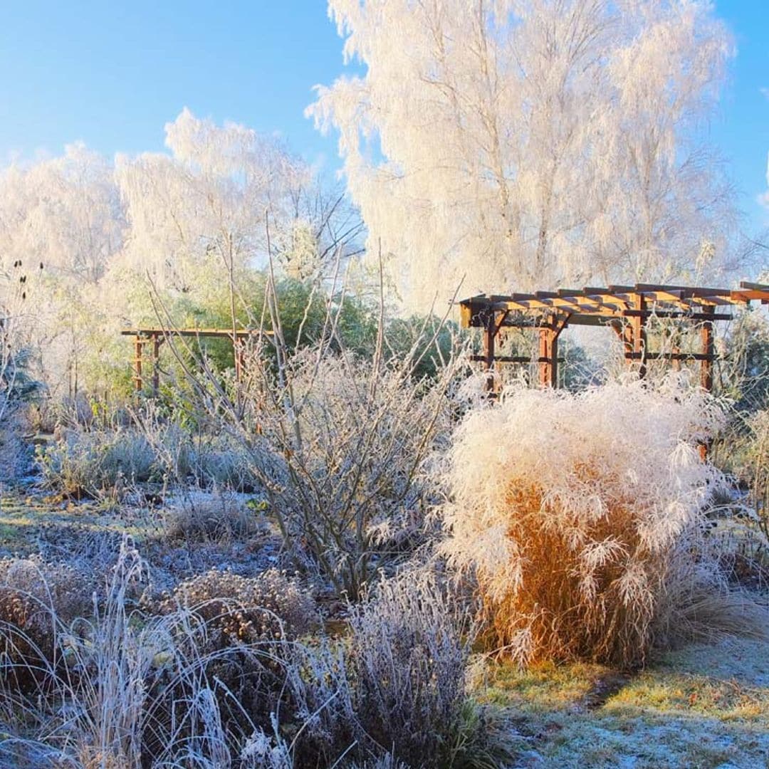 Invierno, una época ideal para planificar el diseño del jardín