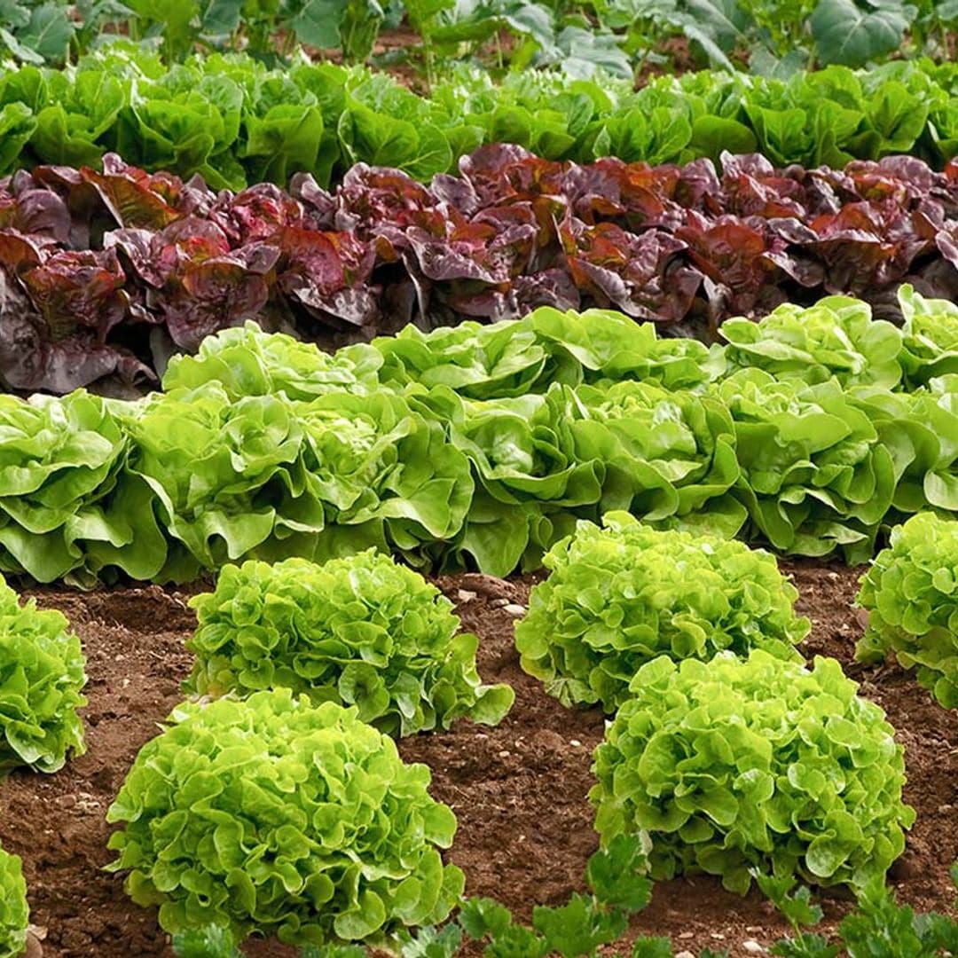 Claves para iniciarte en la aventura de plantar un huerto: ¿por dónde empezar?