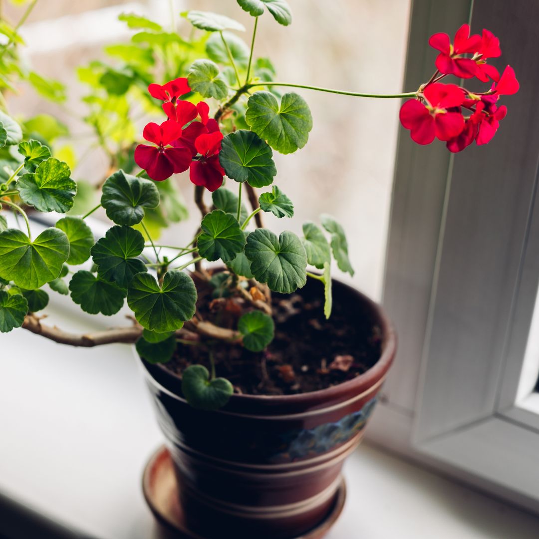 Esta es la planta antimosquitos que triunfa en terrazas y jardines por su belleza, aroma y eficacia