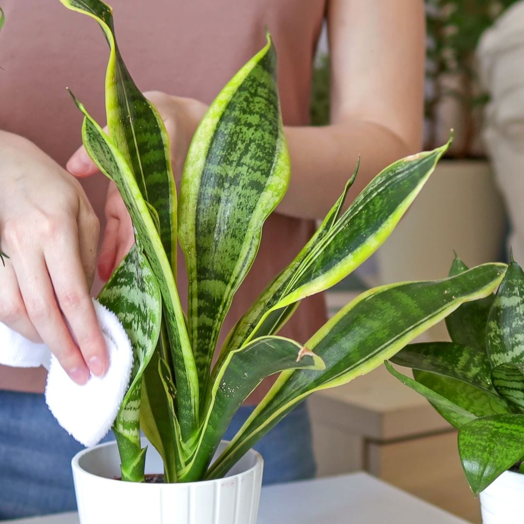 Primer plano de las manos de una mujer limpiando las hojas de una sansevieria