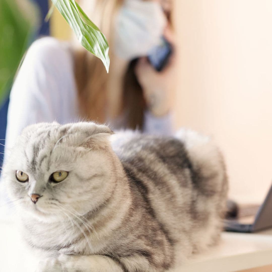 ¿Puede mi gato tener coronavirus y enfermar?