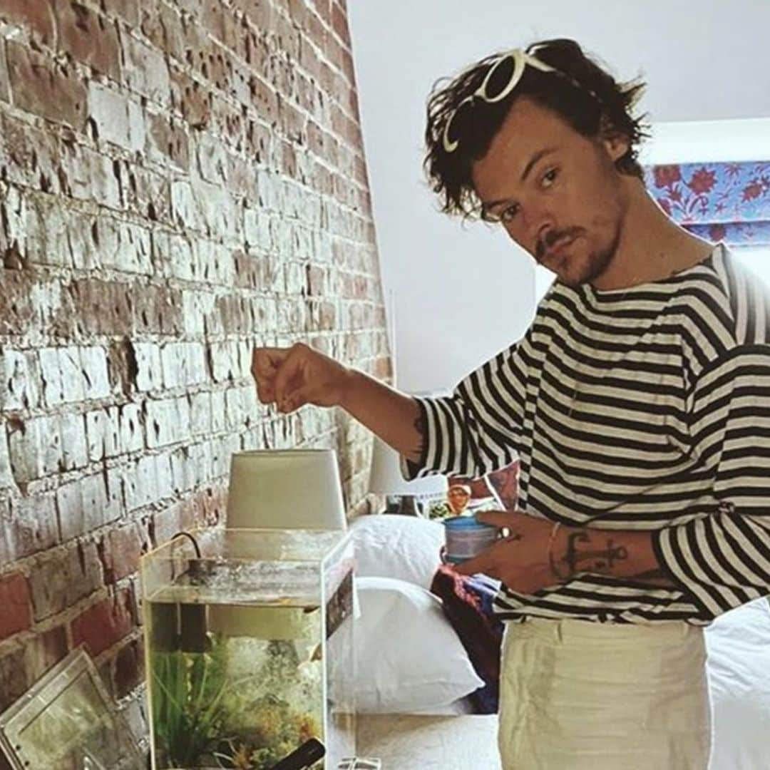 ¡Harry Styles en apuros! El motivo por el que ha dado de comer al pez de una fan