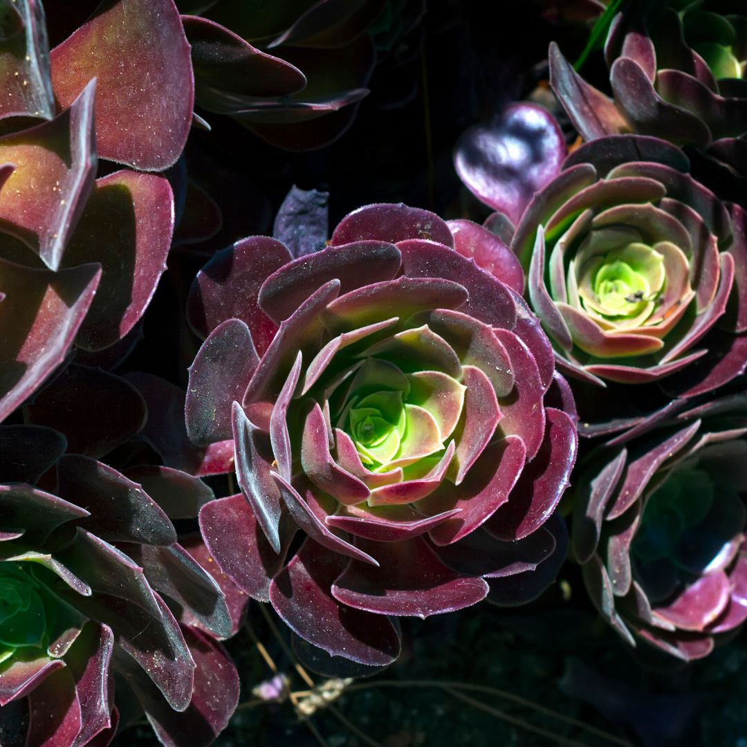 La original suculenta de flores negras que casi no exige cuidados y queda perfecta tanto en exterior como en interior