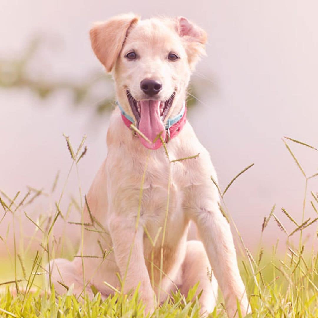 Cómo cuidar la higiene bucal de tu perro para prevenir enfermedades